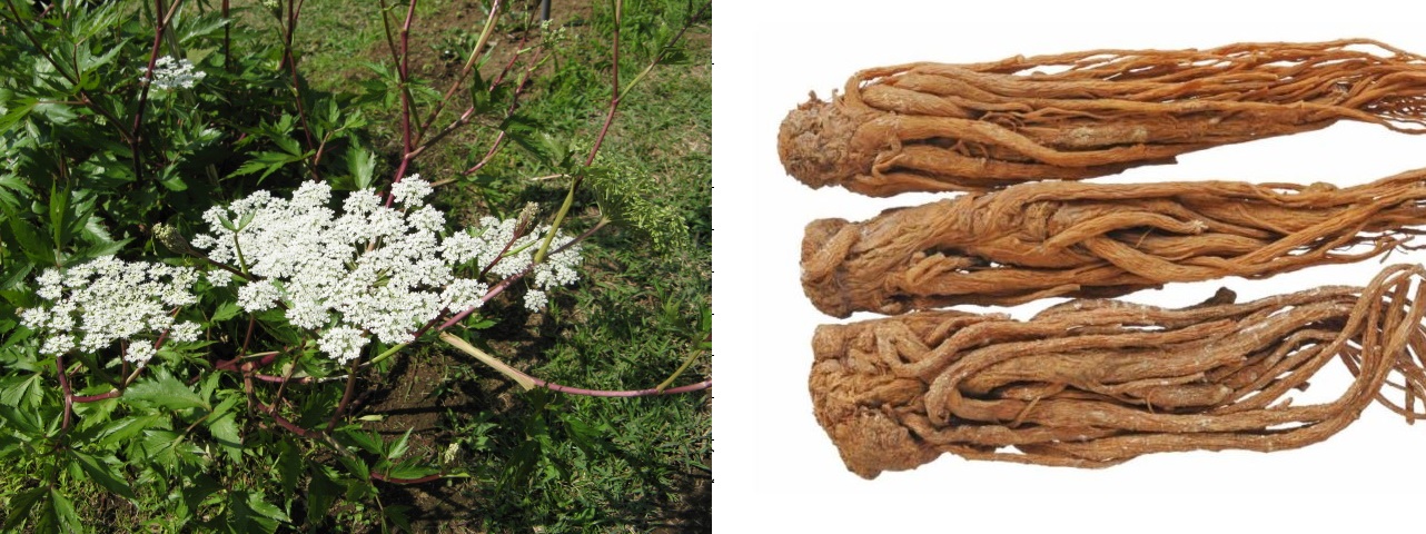 Đương quy Nhật Bản